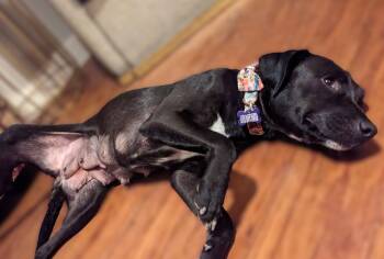 Labrador Retriever Dogs Available for Adoption in Austin, Texas - Momma Carly | PetCurious