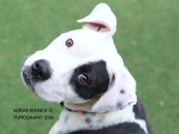 Mixed Breed Dogs Available for Adoption in Nashville, Tennessee - Ditty | PetCurious