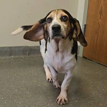 Snow White -  Basset Hound and Beagle Dog for Adoption in Valparaiso, Indiana - Snow White | PetCurious