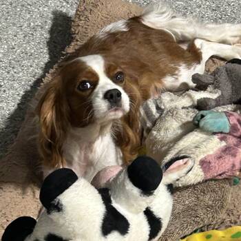Chill Camill -  Cavalier King Charles Spaniel Dog for Adoption in Antwerp, Ohio - Chill Camill | PetCurious