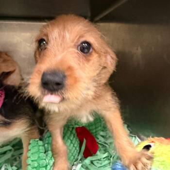 Sourdough -  Chihuahua and Mixed Breed Dog for Adoption in Lakeland, Florida - Sourdough | PetCurious