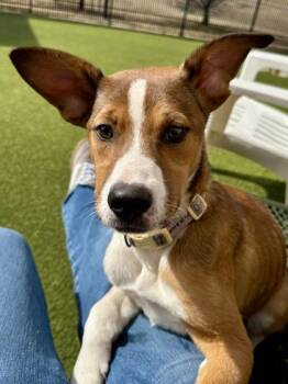 Mixed Breed Dogs Available for Adoption - Paulette The Platypus | PetCurious