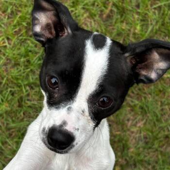 Bersa -  Chihuahua Dog for Adoption in Gulfport, Mississippi - Bersa | PetCurious