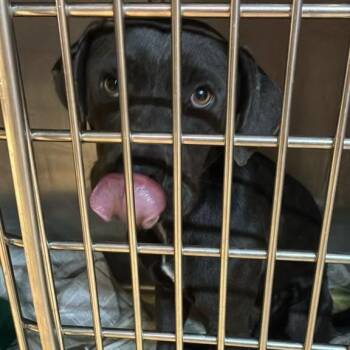 Gimpy -  Mixed Breed Dog for Adoption in Gadsden, Alabama - Gimpy | PetCurious