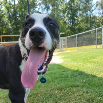 (found) Glen -  Pit Bull Terrier and Mixed Breed Dog for Adoption in Cabot, Arkansas - (found) Glen | PetCurious