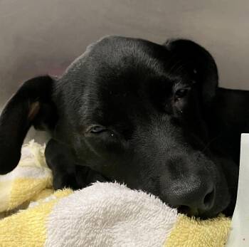Rosey -  Black Labrador Retriever Dog for Adoption in Parma, Ohio - Rosey | PetCurious