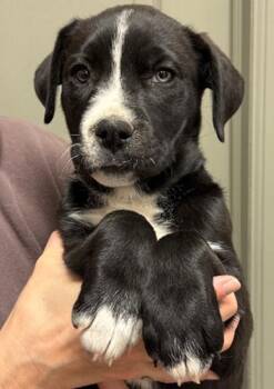 Labrador Retriever and Great Pyrenees Dogs Available for Adoption in Littleton, Colorado - Falafal | PetCurious