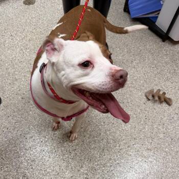 Norwegian Lundehund and Mixed Breed Dogs Available for Adoption in Detroit Lakes, Minnesota - Lulu | PetCurious