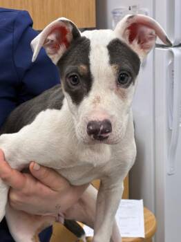 Boxer Dogs Available for Adoption in Hartsville, South Carolina - Raylin (Rx5) | PetCurious