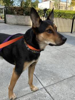 Vortex (mcas) -  Mixed Breed Dog for Adoption in Troutdale, Oregon - Vortex (mcas) | PetCurious