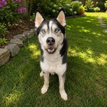 Husky Dogs Available for Adoption in Lemont, Illinois - Tucker | PetCurious