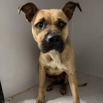 Deep Eddy -  Mixed Breed Dog for Adoption in Austin, Texas - Deep Eddy | PetCurious