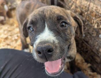 MAVERICK -  Pit Bull Terrier and Labrador Retriever Dog for Adoption in Fosters, Alabama - MAVERICK | PetCurious