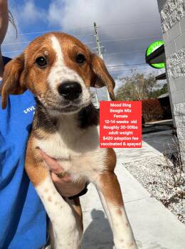 Beagle Dogs Available for Adoption - Mood Ring | PetCurious