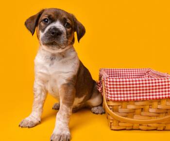 Beagle and Scottish Terrier Dogs Available for Adoption in Palo Alto, California - Picnic: Beanbag | PetCurious