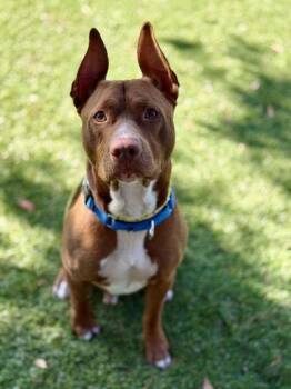 Brutus - 2 -  Pit Bull Terrier and Mixed Breed Dog for Adoption in Daytona Beach, Florida - Brutus - 2 | PetCurious
