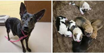 Ginger -  Mixed Breed and Dutch Shepherd Dog for Adoption in Middletown, Connecticut - Ginger | PetCurious