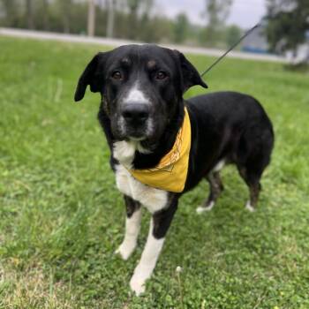 Gill -  Shepherd Dog for Adoption in Upper Sandusky, Ohio - Gill | PetCurious