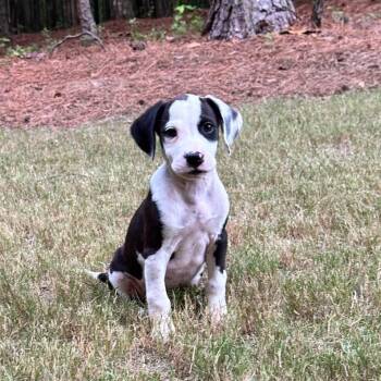 Tintin -  Hound and Mixed Breed Dog for Adoption in Raleigh, North Carolina - Tintin | PetCurious