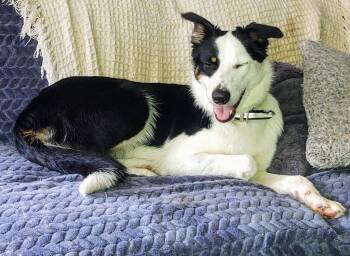 Rescue Border Collie and Australian Shepherd Dogs for Adoption in Staatsburg, New York - Phantom | PetCurious