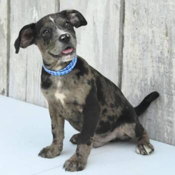 Tobi -  Mixed Breed Dog for Adoption in West Chester, Pennsylvania - Tobi | PetCurious