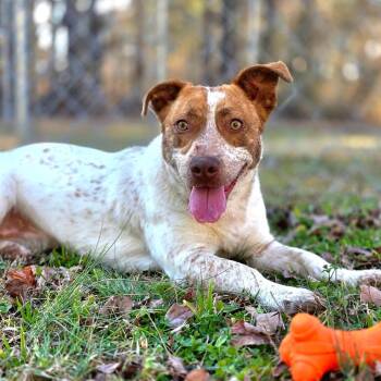 Quill(SPONSORED) (Willow) -  Mixed Breed Dog for Adoption in Gadsden, Alabama - Quill(SPONSORED) (Willow) | PetCurious