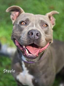 Steele -  Pit Bull Terrier Dog for Adoption in Watkinsville, Georgia - Steele | PetCurious