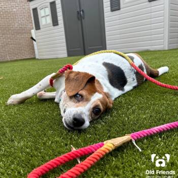 Rescue Beagle Dogs for Adoption in Mt. Juliet, Tennessee - Charm | PetCurious