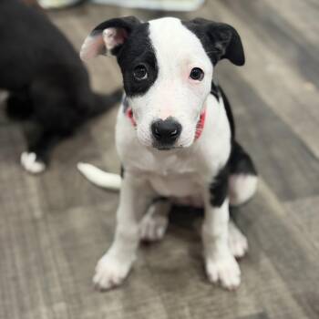 Ouija -  Hound and Australian Shepherd Dog for Adoption in Mahwah, New Jersey - Ouija | PetCurious