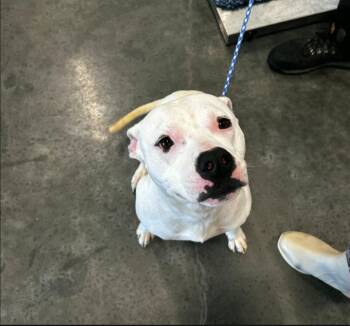 Bully -  Pit Bull Terrier Dog Available for Adoption in Gautier, Mississippi - Bully | PetCurious