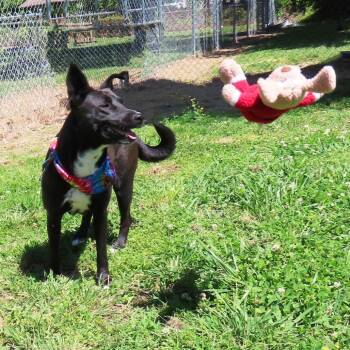 Christy -  Pit Bull Terrier and Mixed Breed Dog for Adoption in Wadena, Minnesota - Christy | PetCurious
