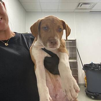 Fen -  Terrier and Mixed Breed Dog for Adoption in Portland, Oregon - Fen | PetCurious