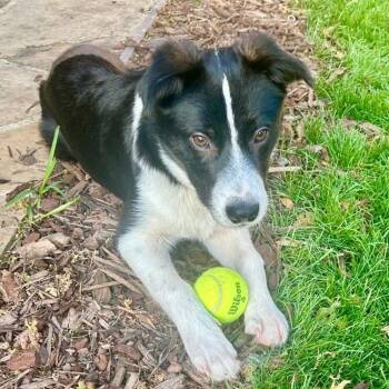 Border Collie Dogs Available for Adoption in The Woodlands, Texas - Helicopter *Available For Adoption To The PNW* | PetCurious