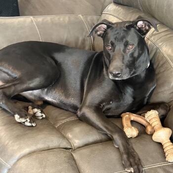 Labrador Retriever Dogs Available for Adoption - LUCKY BOY | PetCurious