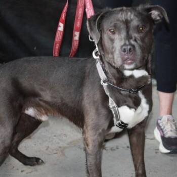 Denim -  Pit Bull Terrier and Mixed Breed Dog for Adoption in Richmond, Virginia - Denim | PetCurious