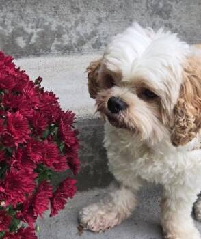 BENTLEY -  Shih Tzu and Cavalier King Charles Spaniel Dog for Adoption in Eden Prairie, Minnesota - BENTLEY | PetCurious