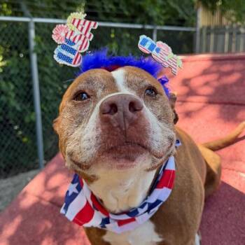 Theodore -  Pit Bull Terrier and Mixed Breed Dog for Adoption in Dayton, Ohio - Theodore | PetCurious