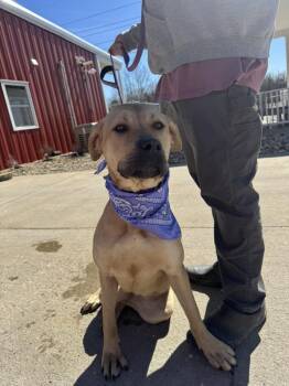 Boxer and Yellow Labrador Retriever Dogs Available for Adoption - Shakira  | PetCurious