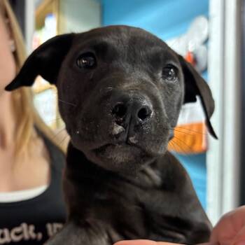 Mixed Breed Dogs Available for Adoption in Savannah, Georgia - Yoink | PetCurious