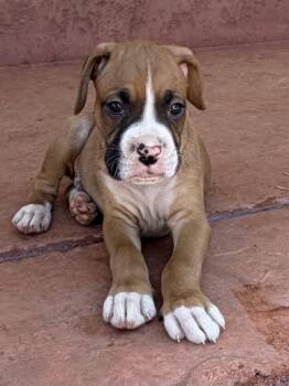 Lemont -  Boxer Dog for Adoption in Dana Point, California - Lemont | PetCurious