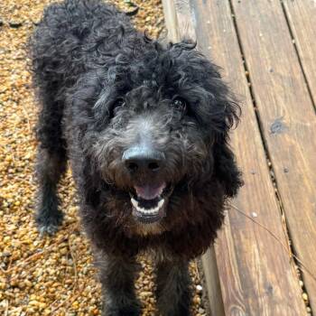 Nori -  Poodle Dog for Adoption in Raleigh, North Carolina - Nori | PetCurious