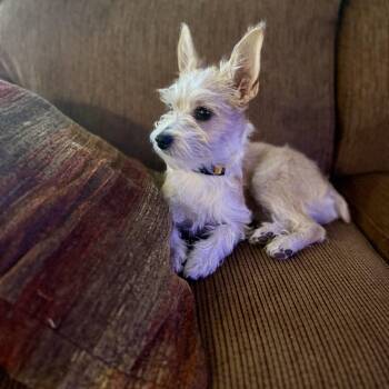Rescue Terrier Dogs for Adoption in Phoenix, Arizona - Daphne | PetCurious