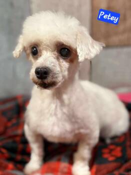 Rescue Maltipoo Dogs for Adoption in Wheelersburg, Ohio - Petey | PetCurious