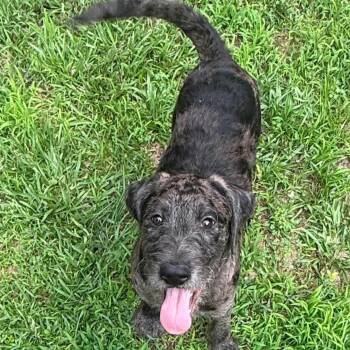 Aster -  Mixed Breed Dog Available for Adoption in Northwood, New Hampshire - Aster | PetCurious