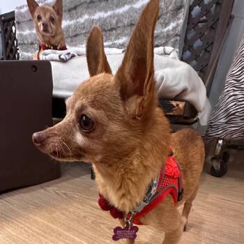 Chihuahua Dogs Available for Adoption - Lyrical 13802 | PetCurious