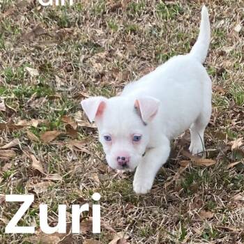 Australian Shepherd Dogs Available for Adoption - Zuri | PetCurious