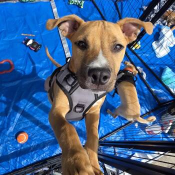Boxer and Pit Bull Terrier Dogs Available for Adoption - Tino | PetCurious
