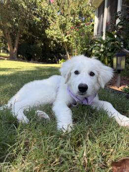 Sampson -  Great Pyrenees Dog for Adoption in Holly Springs, North Carolina - Sampson | PetCurious