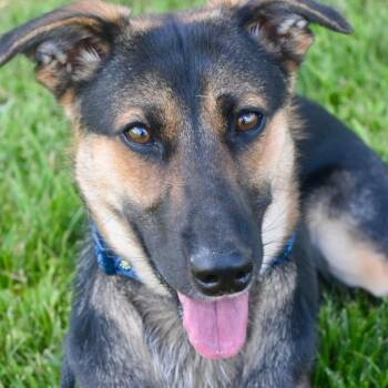 ROSEBUD -  German Shepherd Dog Dog for Adoption in Bowling Green, Ohio - ROSEBUD | PetCurious