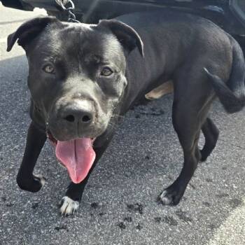 Rescue Mixed Breed Dogs for Adoption in Asheville, North Carolina - Cove | PetCurious